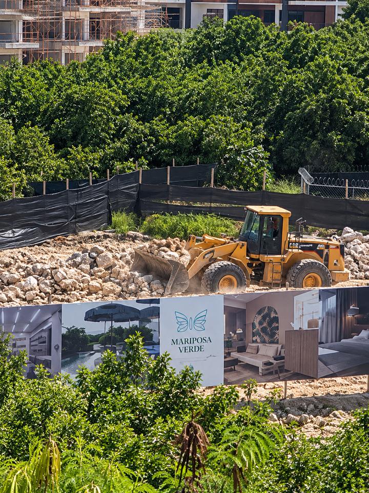 Mariposa Verde